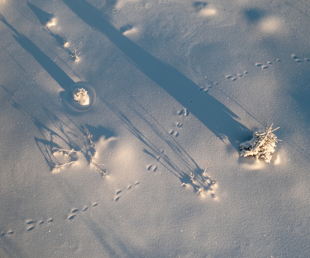 Photo Animal tracks