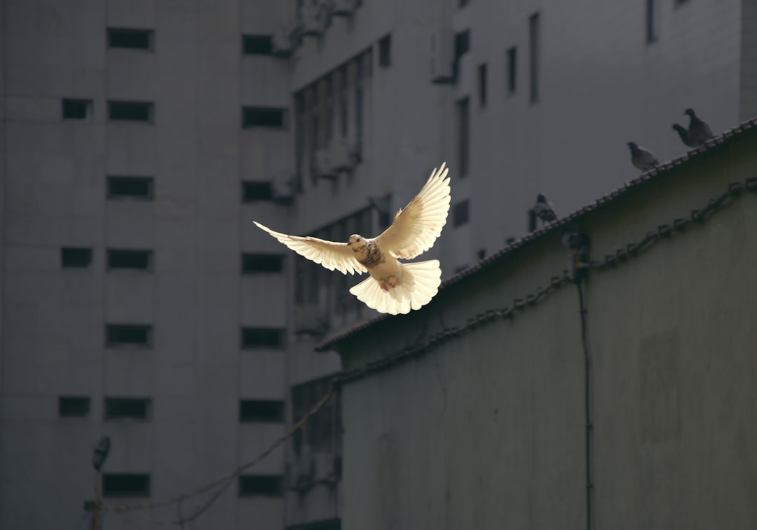 Photo Dove of peace